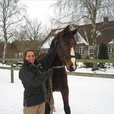 Dansk Varmblod Angels Envy