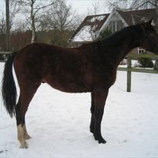 Dansk Varmblod Angels Envy