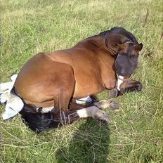 Dansk Varmblod Angels Envy