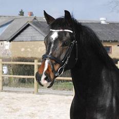 Hollandsk Varmblod Ukki Louwra B-pony