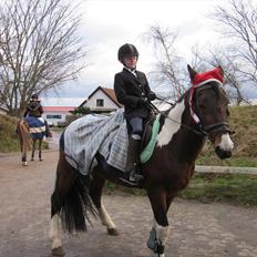 Irsk Sportspony Irish knock out