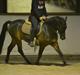 Anden særlig race Prince Joey