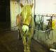 Tyroler Haflinger Harald<3