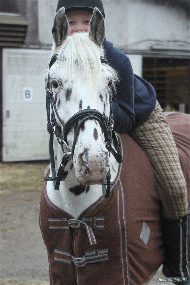 Knabstrupper Monica [tidligere springpart] - Du er da lidt for dejlig<3 billede 14