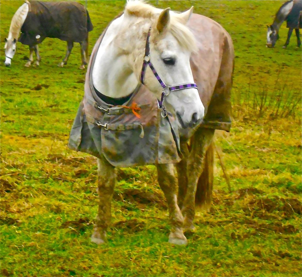 Anden særlig race Amidas - På folden! Man har da lov til at være beskidt! Haha<3 billede 11