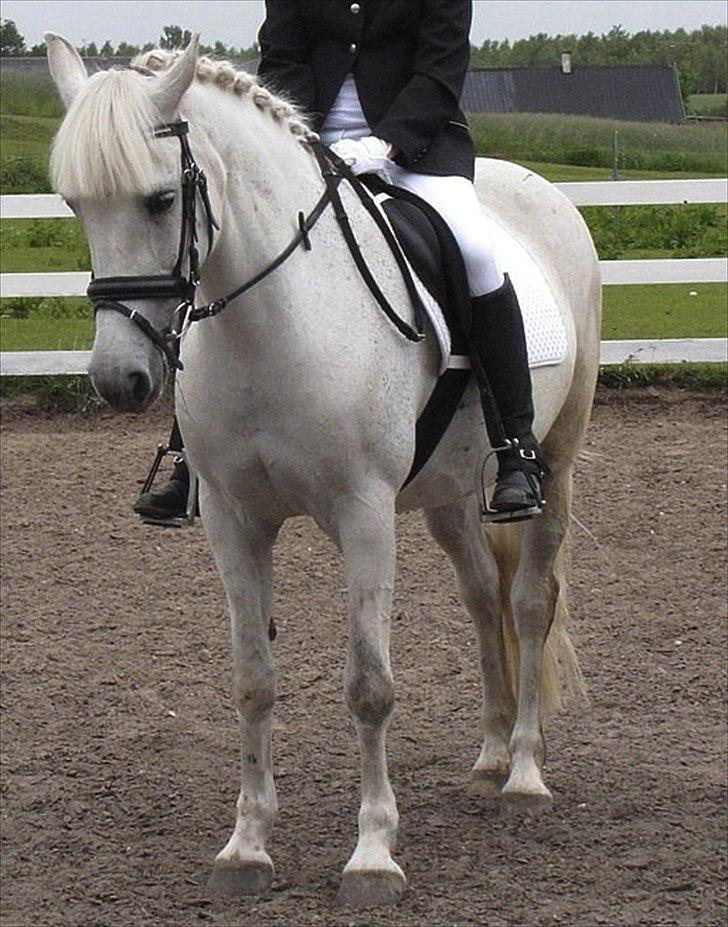 Anden særlig race Amidas - Stævne (: billede 12