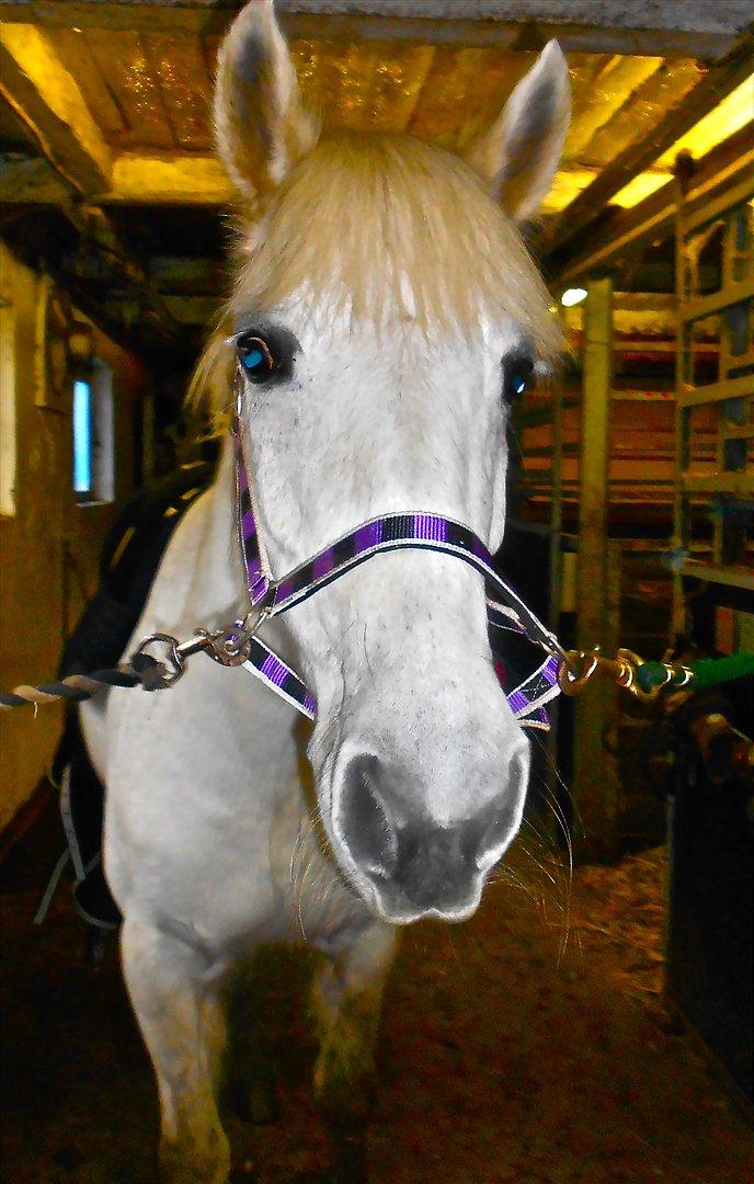 Anden særlig race Amidas - Hun har da lange øre.. Hehe (: billede 13