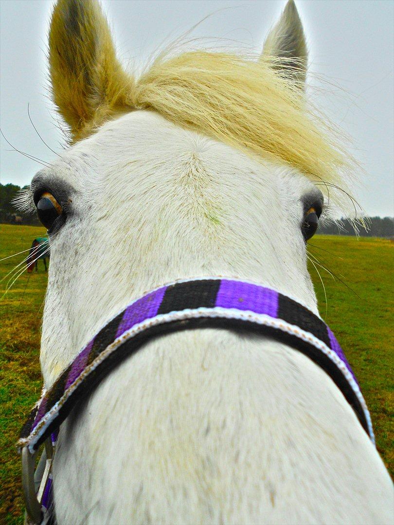 Anden særlig race Amidas - Snuden helt oppe i kamaret (:  billede 14