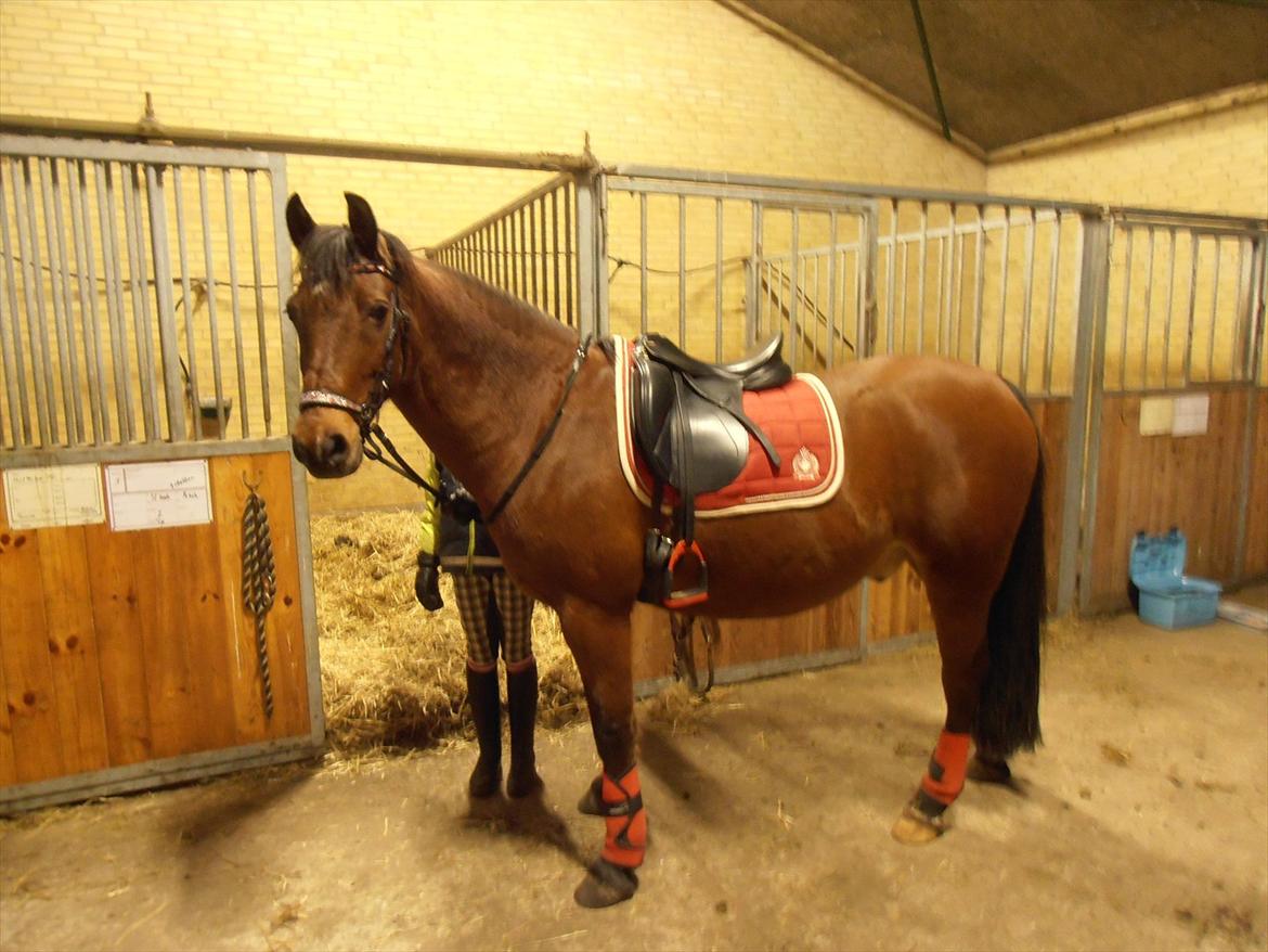 Welsh Cob (sec D) Hatting Aron - Aron i flot udstyr billede 13