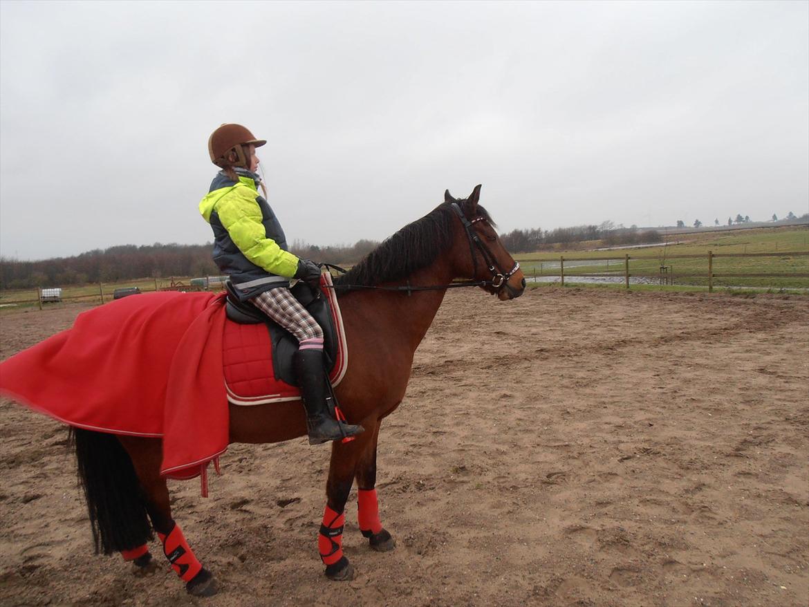 Welsh Cob (sec D) Hatting Aron - Gaverne fra jul luftes billede 14