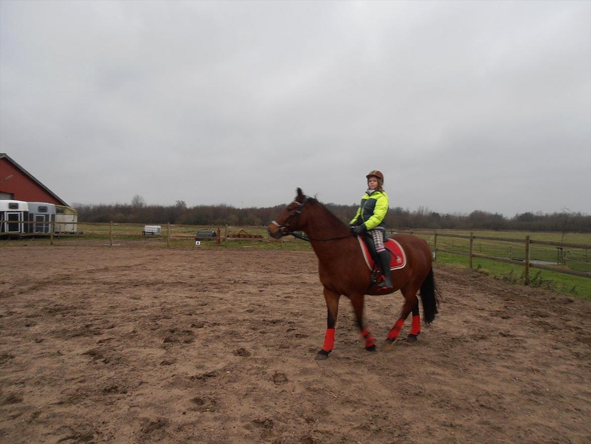Welsh Cob (sec D) Hatting Aron billede 15