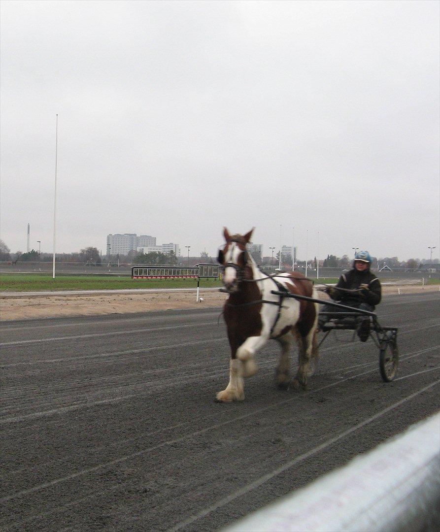 Irish Cob Troelsegaardens Mirabella billede 2