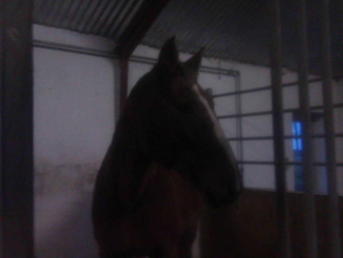 Anden særlig race Amare billede 9