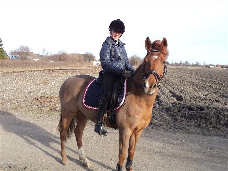 Hollandsk Sportspony Chanell S billede 7