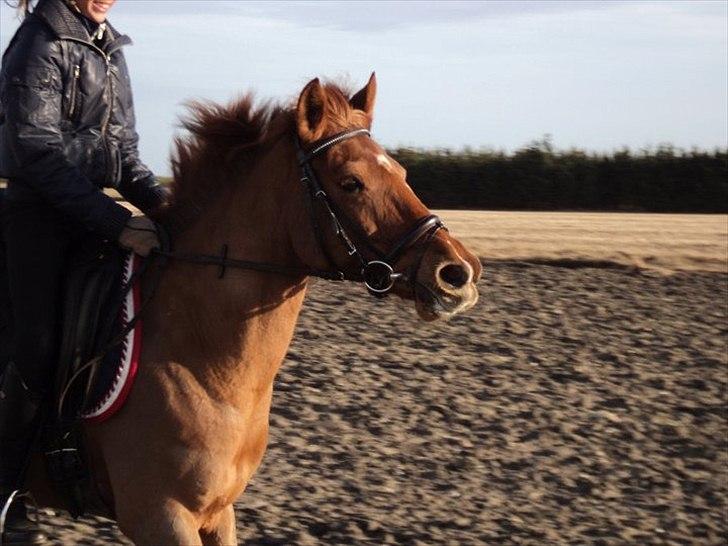 Hollandsk Sportspony Chanell S - Nelle og jeg på tur. billede 8