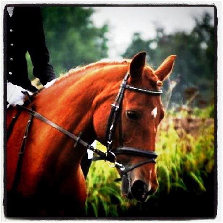 Hollandsk Sportspony Chanell S billede 9