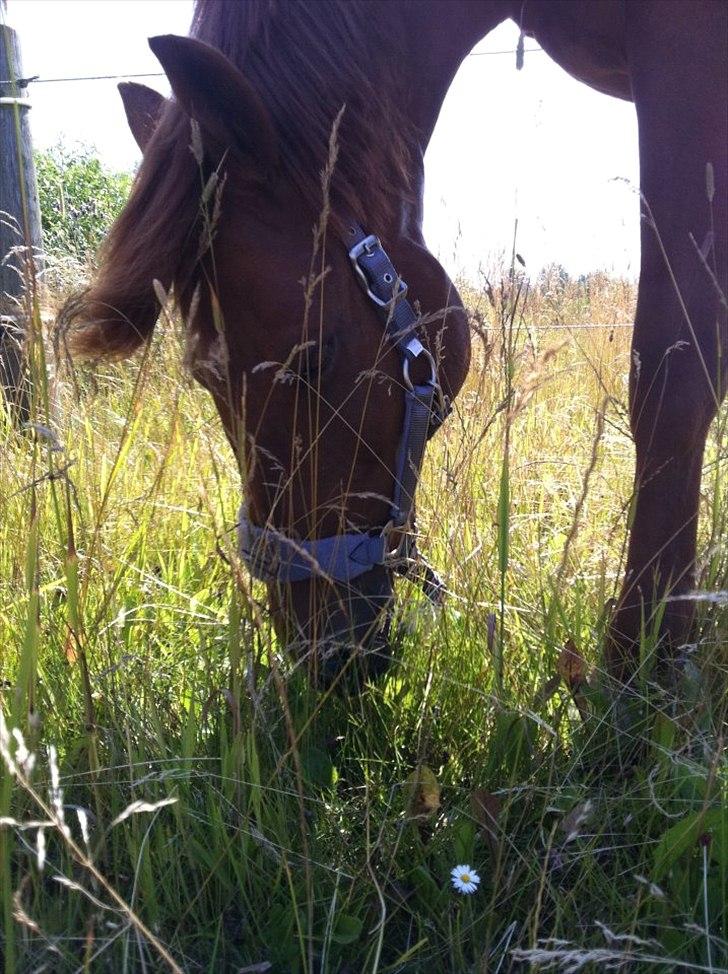 Hollandsk Sportspony Chanell S - Nelle på sommergræs. billede 10