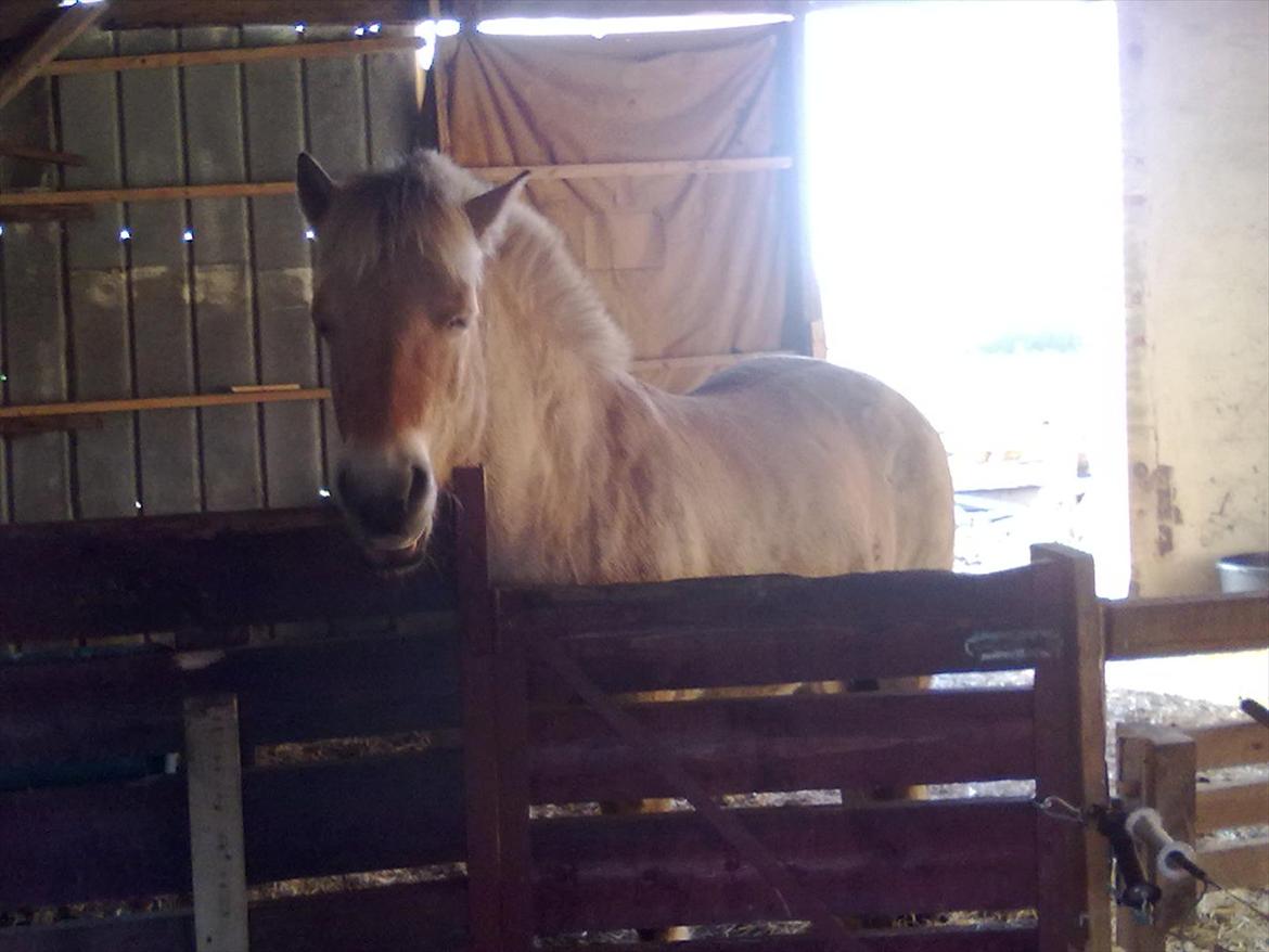 Fjordhest Lukas!<33 [SOLGT OG SAVNET :'(] billede 5