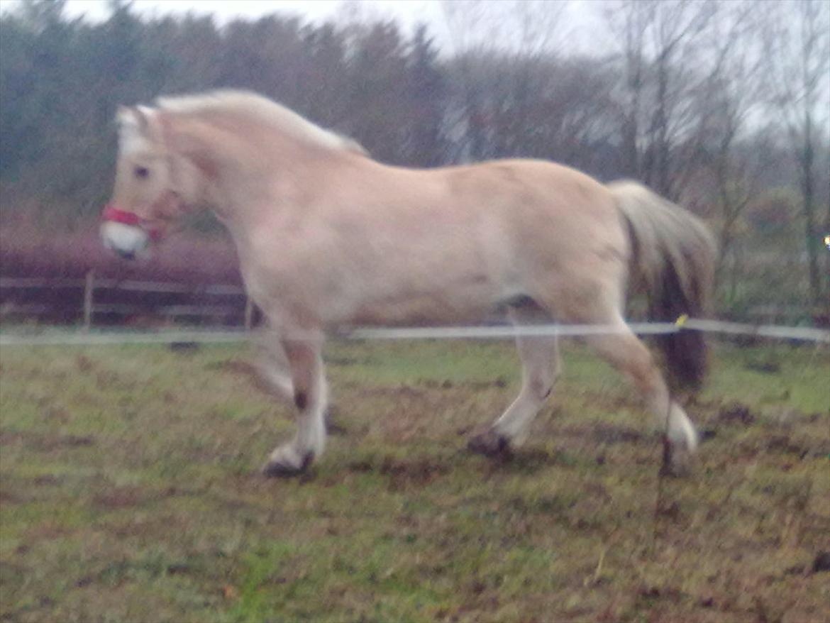 Fjordhest Lukas!<33 [SOLGT OG SAVNET :'(] billede 6