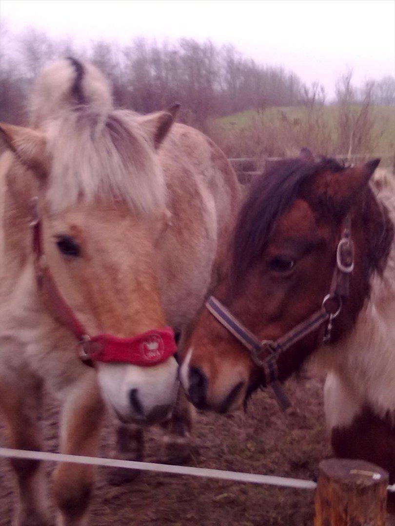 Fjordhest Lukas!<33 [SOLGT OG SAVNET :'(] billede 7