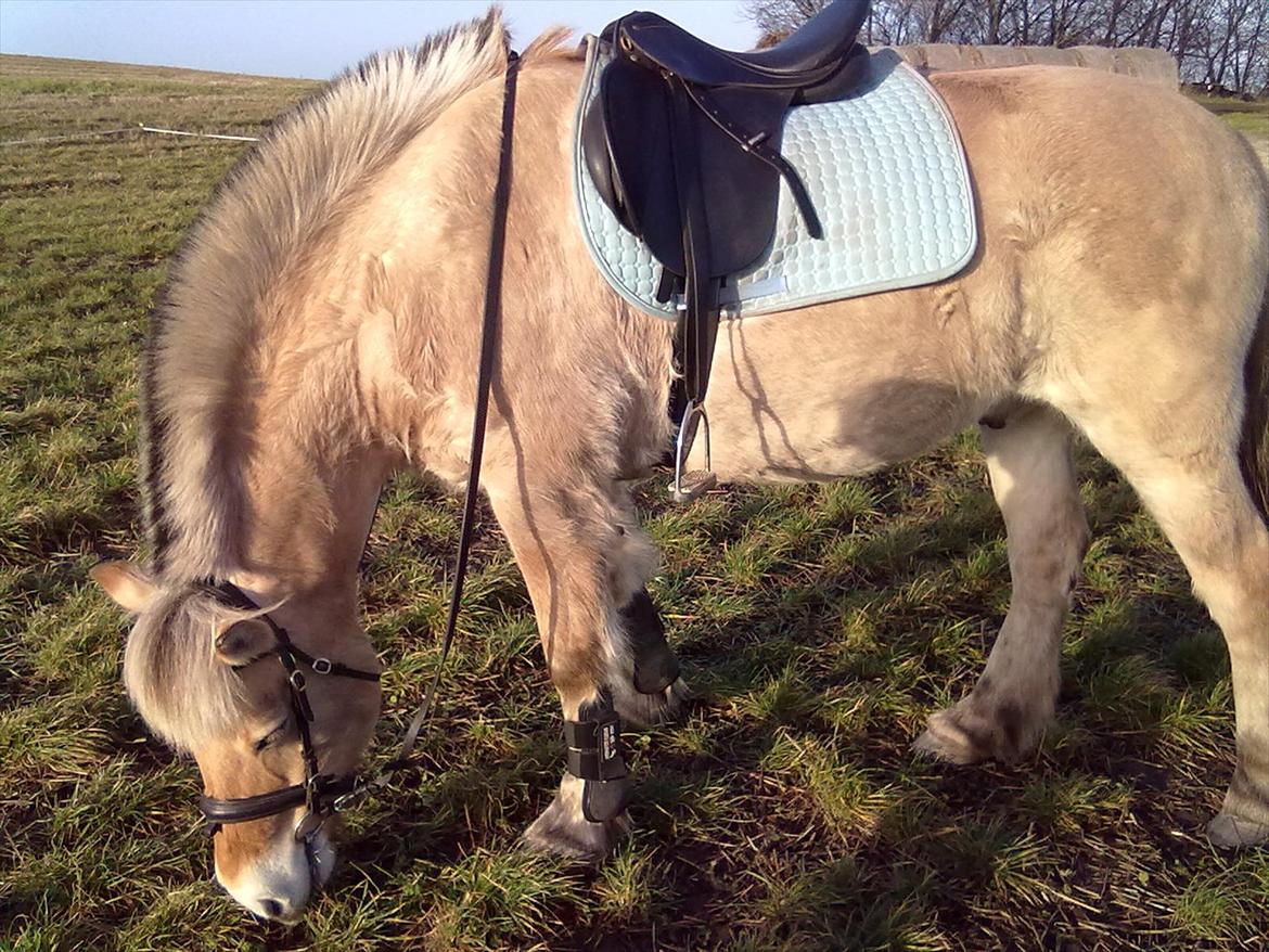 Fjordhest Lukas!<33 [SOLGT OG SAVNET :'(] billede 8