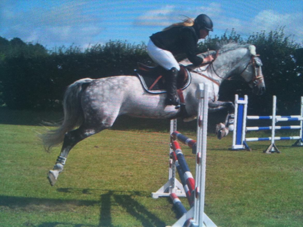 Dansk Varmblod Calida-Em - Slangerup-Lynge-Rideklub. Lb** billede 20