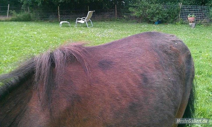 Anden særlig race Lille-pigen. - Lillie pigen dagen efter vi fik hende hjem, den 6 august 2011. billede 6