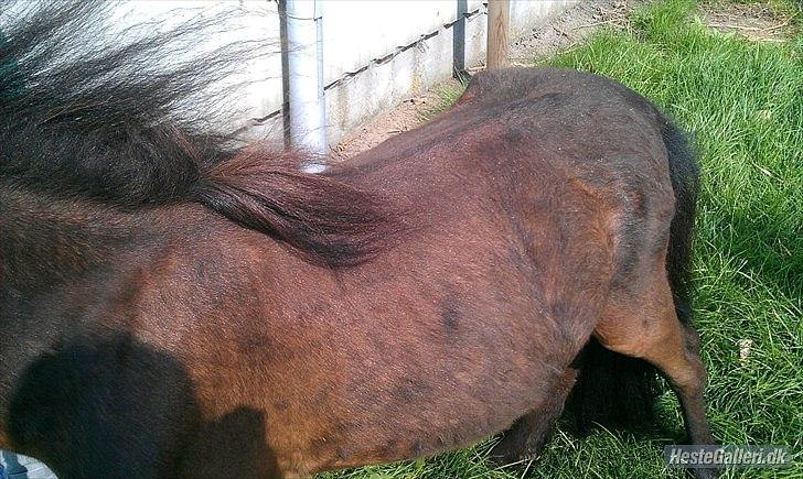 Anden særlig race Lille-pigen. - Lillie pigen dagen efter vi fik hende hjem, den 6 august 2011. billede 7