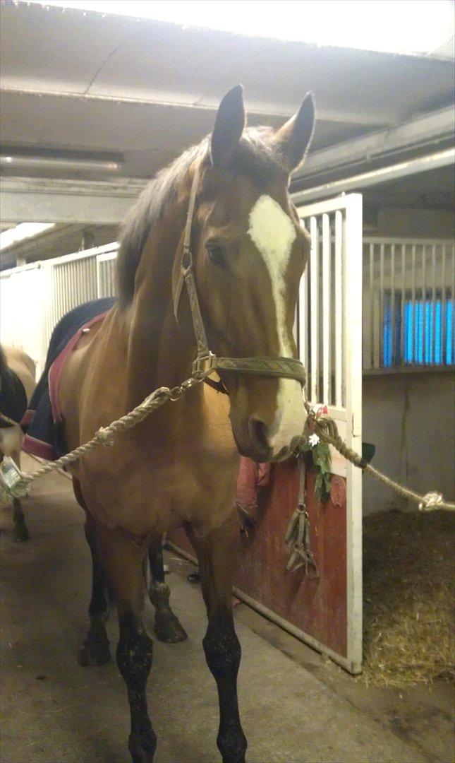 Dansk Varmblod Qvani billede 9