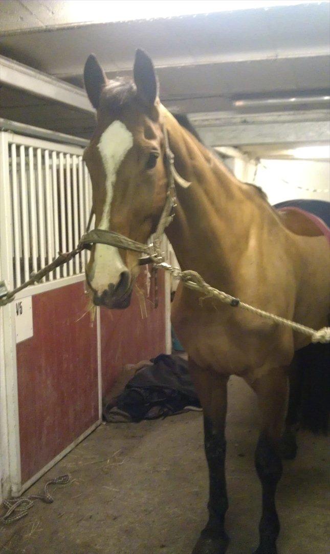 Dansk Varmblod Qvani billede 10