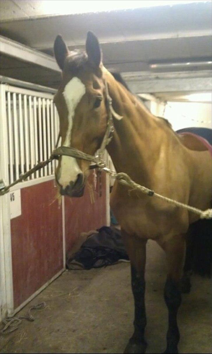 Dansk Varmblod Qvani billede 12