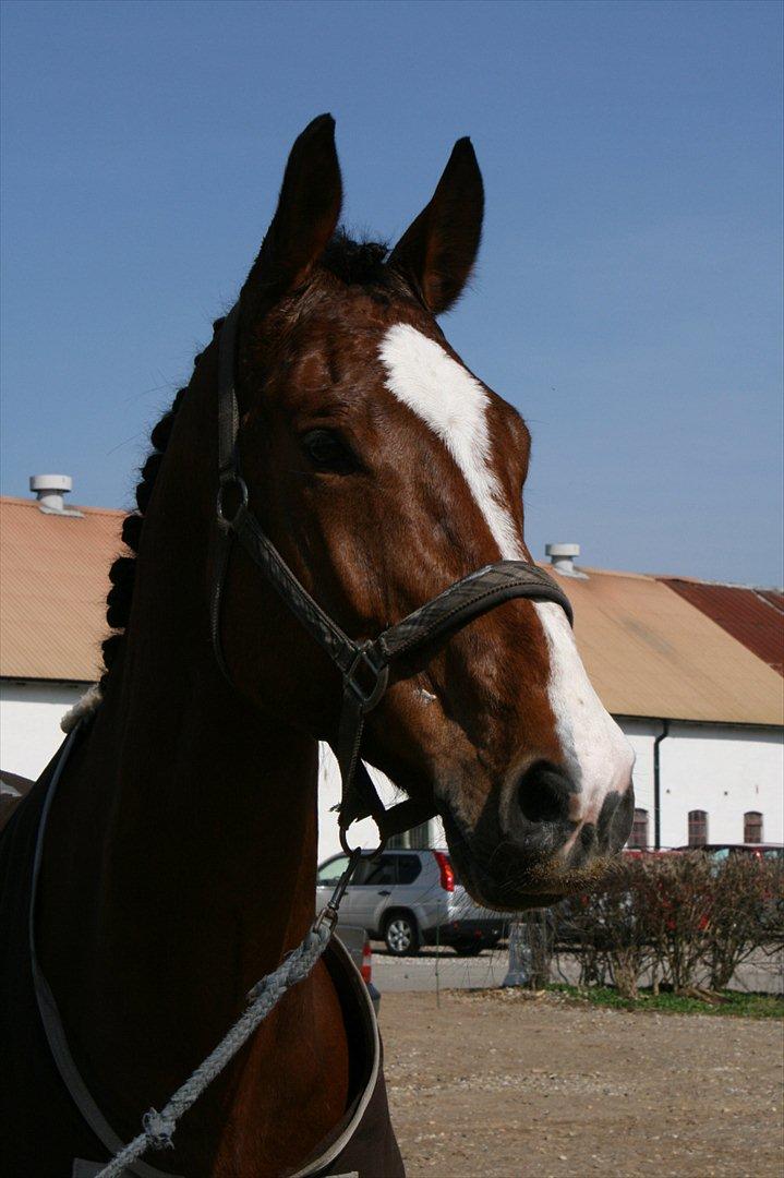 Dansk Varmblod Qvani billede 13