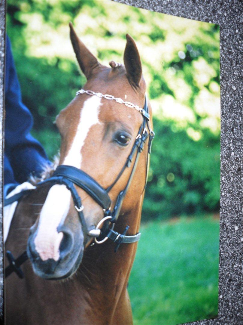 Anden særlig race Master Django Jr. R.I.P - Min smukke pony. Savner dig for hver dag, der går. Håber du har det godt i hestehimlen billede 1