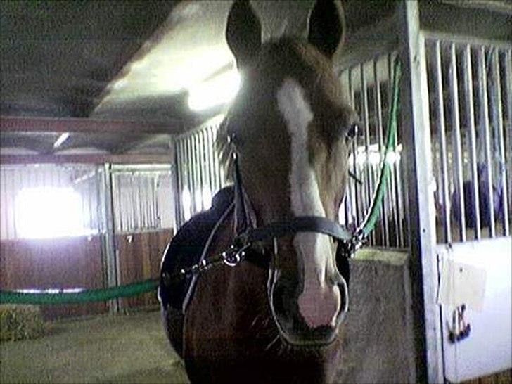 Anden særlig race Master Django Jr. R.I.P - På vej ud for at ride billede 3