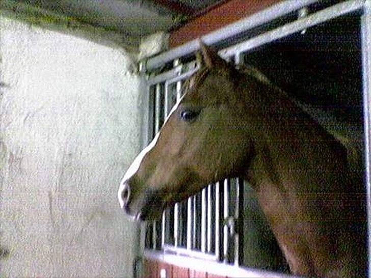 Anden særlig race Master Django Jr. R.I.P - Holde øje med hvad der sker udenfor billede 4