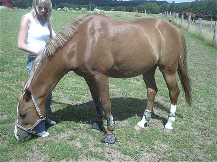 Anden særlig race Master Django Jr. R.I.P - Lækkert græs.  billede 5