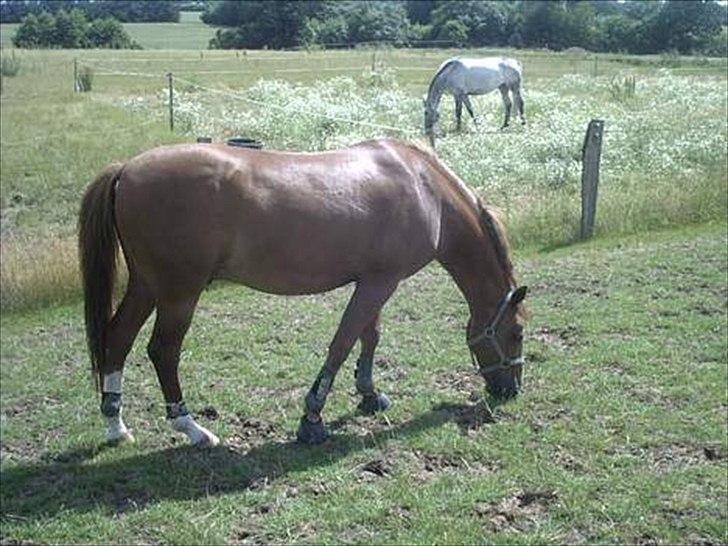 Anden særlig race Master Django Jr. R.I.P - Mums billede 6