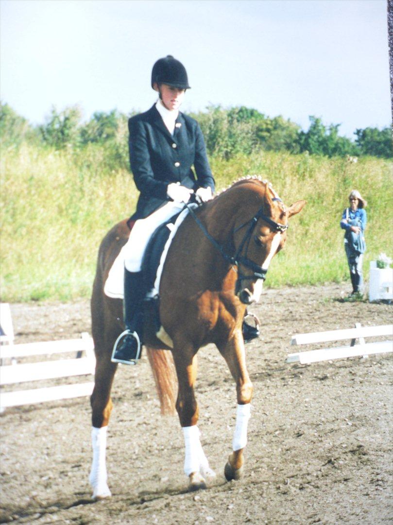 Anden særlig race Master Django Jr. R.I.P - Til stævne i Billund billede 7