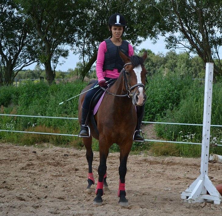 Anden særlig race Maddie "solgt" billede 10