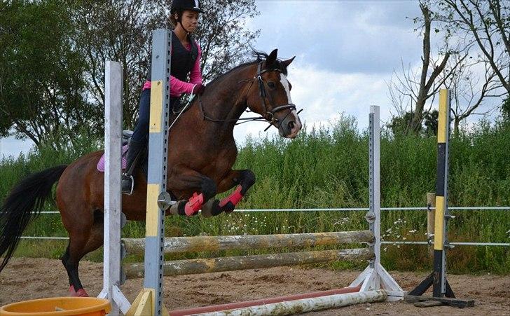 Anden særlig race Maddie "solgt" billede 11