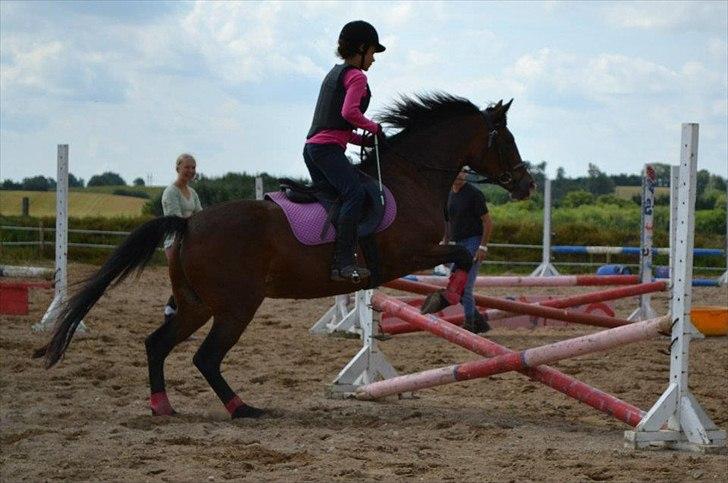 Anden særlig race Maddie "solgt" billede 12