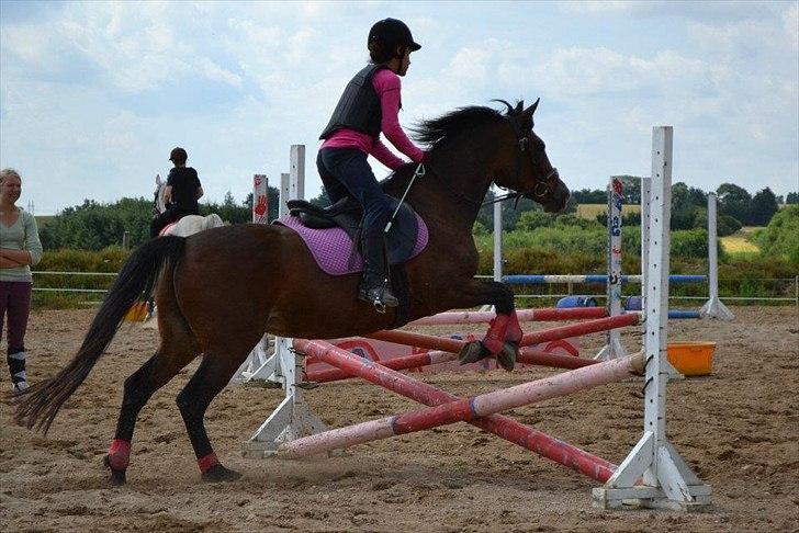 Anden særlig race Maddie "solgt" billede 13