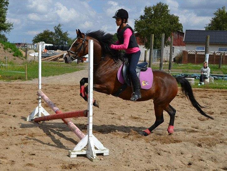 Anden særlig race Maddie "solgt" billede 14