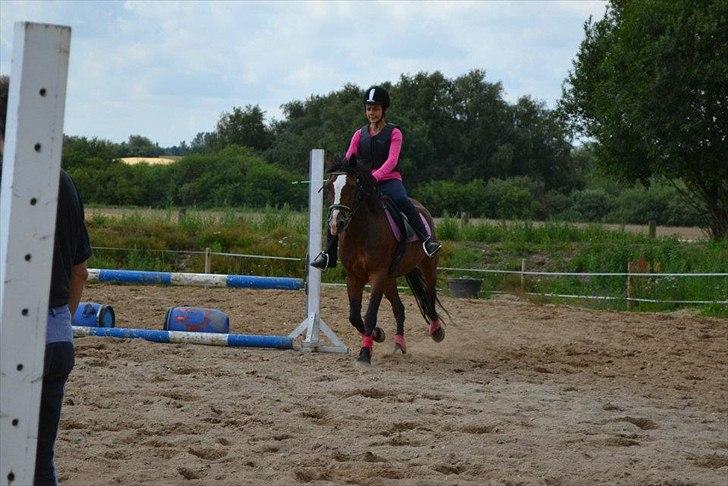 Anden særlig race Maddie "solgt" billede 15