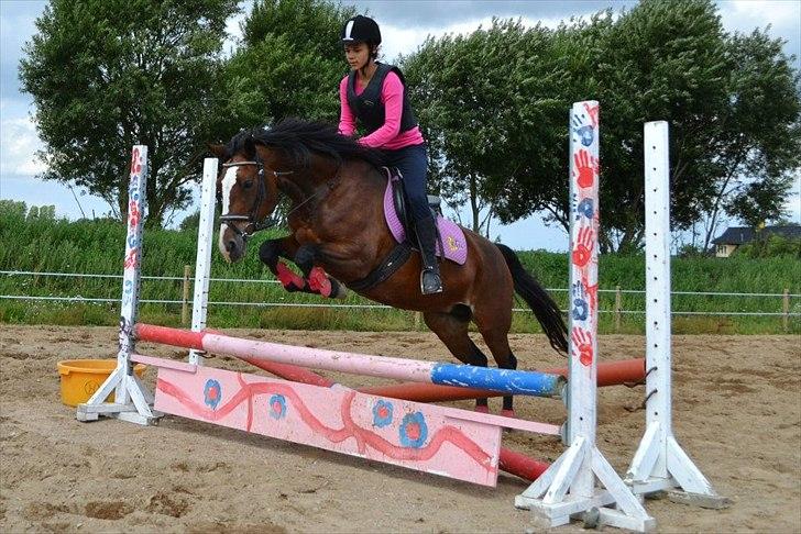 Anden særlig race Maddie "solgt" billede 16