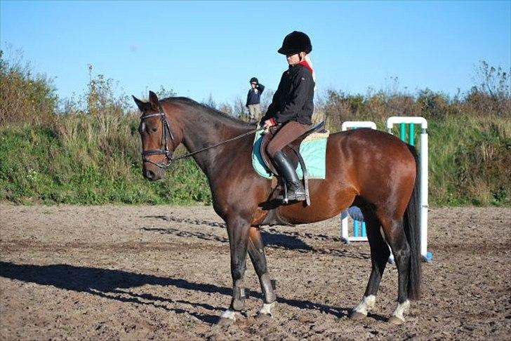 Anden særlig race William - det billede der var da vi købte ham billede 7