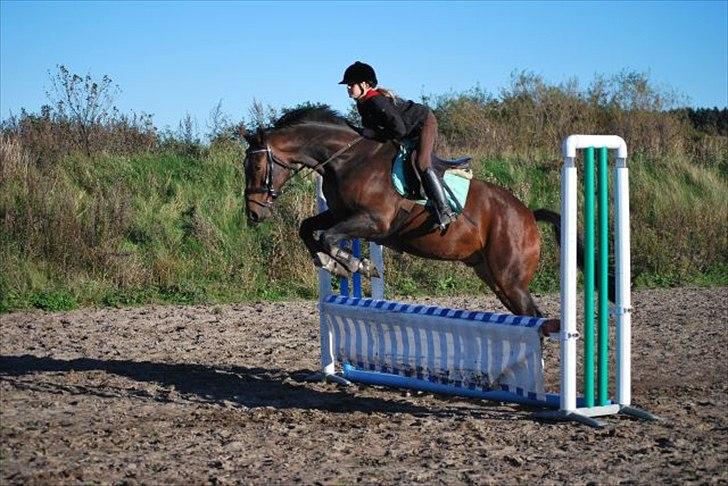 Anden særlig race William - det billede der var da vi købte ham billede 8