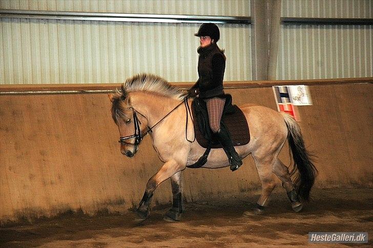 Fjordhest Hesselbjerg's Musse billede 16