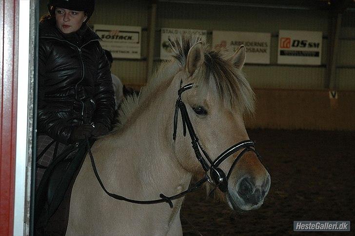 Fjordhest Hesselbjerg's Musse billede 17