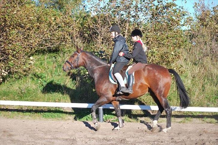 Anden særlig race William - det billede der var da vi købte ham billede 9